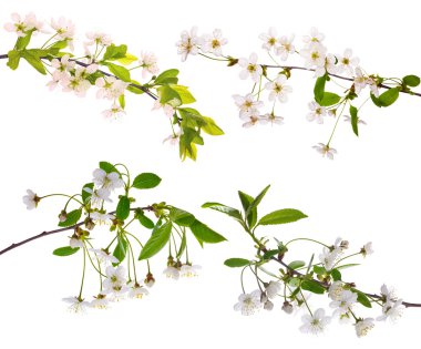 Four isolated cherry floral branches clipart