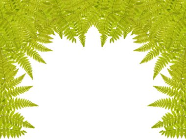 Green fern half frame isolated on white clipart