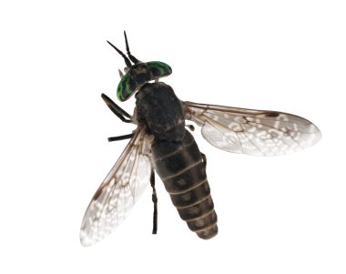 Big gadfly with green eyes clipart