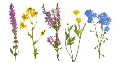 Five wild flowers isolated on white clipart
