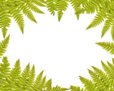 Green fern frame isolated on white clipart