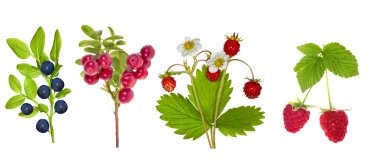 Forest berries collection isolated on white clipart