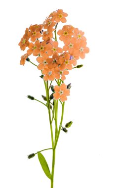 Forget-me-not orange flowes on white clipart