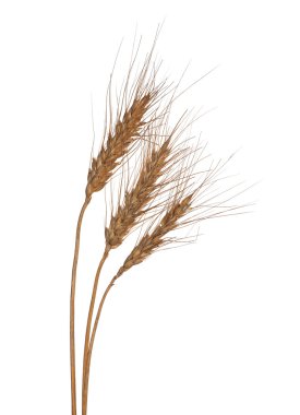 Beyaz buğday üç kulak