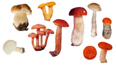 Set of isolated edible mushrooms clipart