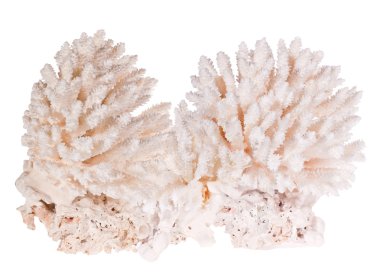 Large light coral isolated on white clipart