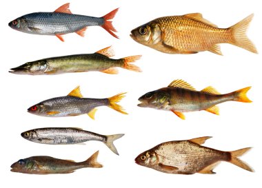 sekiz izole tatlı su balıkları koleksiyonu