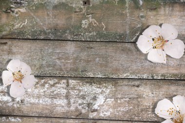 eski ahşap doku kiraz ağacı çiçekleri
