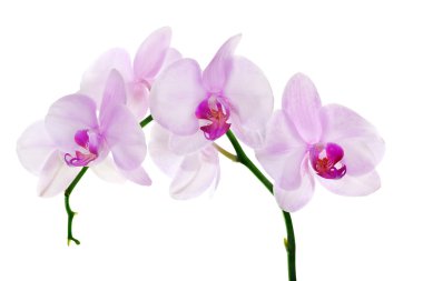 beyaz ışık pembe orkide çiçek şube