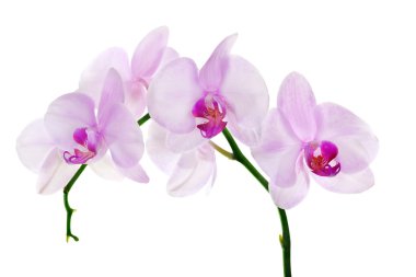 Light pink orchid flower branch on white clipart