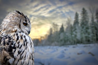 Owl on winter forest background clipart