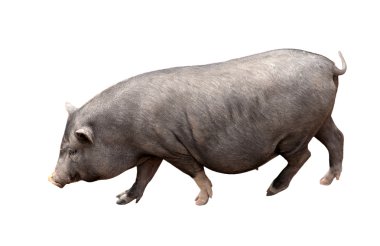 Isolated dark pig clipart