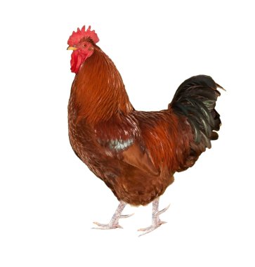 Brown rooster isolated on white clipart