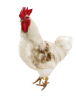 White isolated rooster clipart