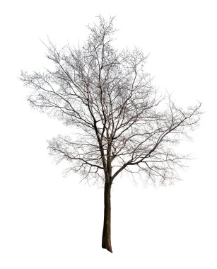 Leaves free isolated on white tree clipart