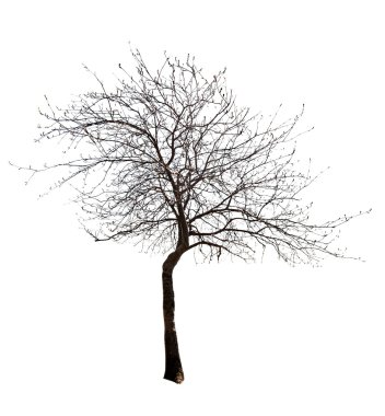 Small leaves free isolated tree clipart