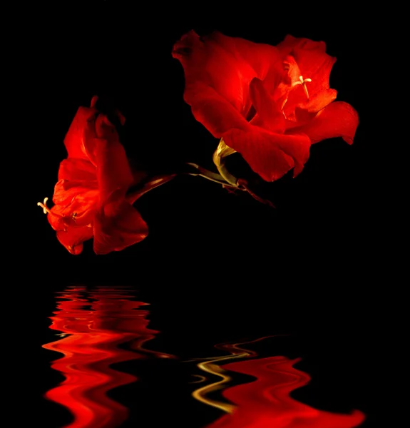 Reflevtion を持つ 2 つの大きな赤い花 — ストック写真