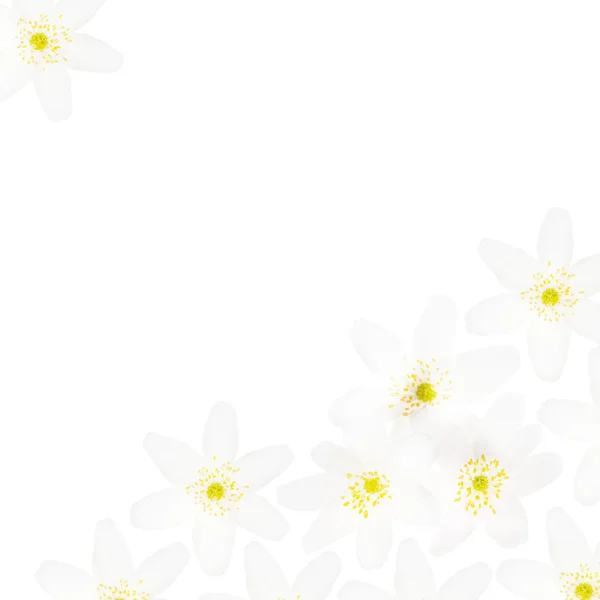 分離の白い animone の花コーナー — ストック写真