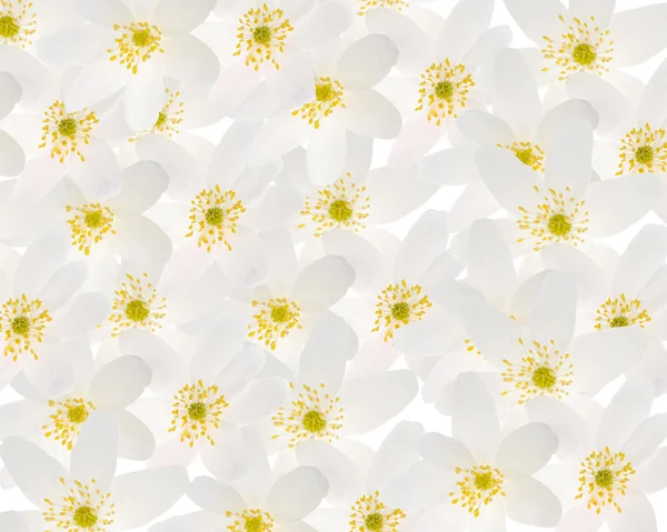 Animone białe kwiaty tło — Zdjęcie stockowe