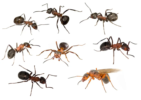 Acht geïsoleerde forest mieren — Stockfoto