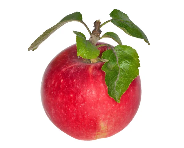 Izolované zralé jablko se zelenými listy — Stock fotografie