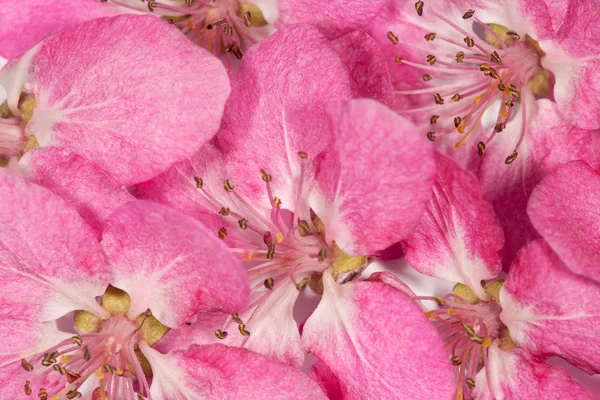 Hell rosa Apfelbaum Blumen Hintergrund — Stockfoto