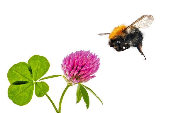 Flying bumblebee near clover flower — Stock Photo, Image
