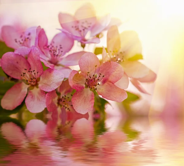 Pink apple tree flowers background with reflection — Stock Photo, Image