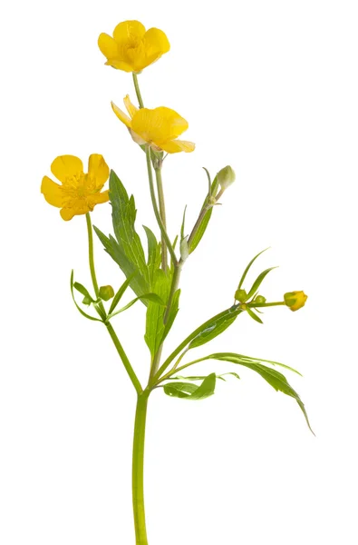 Three flowers of yellow buttercup — Stock Photo, Image