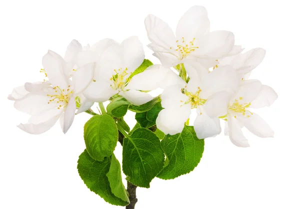 Virágok nagy elszigetelt fehér Alma-fa — Stock Fotó