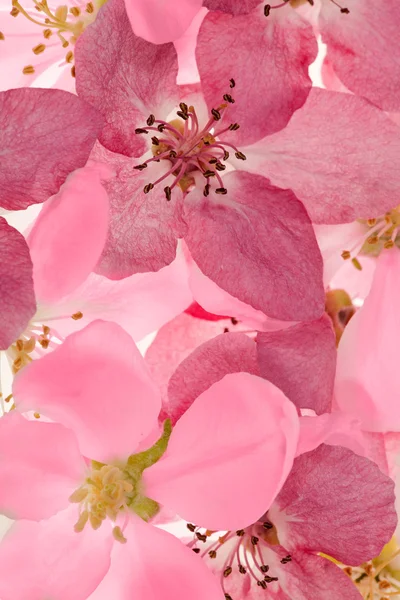 빛과 어두운 핑크 사과 나무 꽃 배경 — 스톡 사진