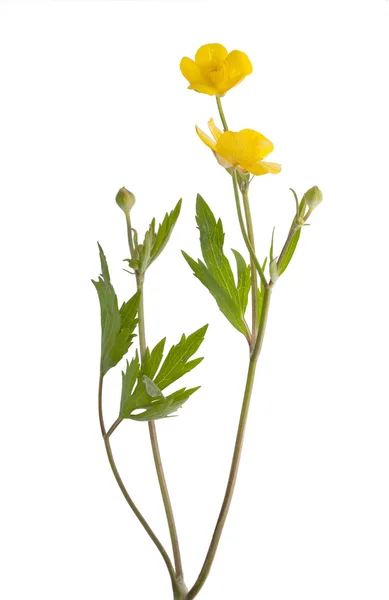 Jaskier na białym tle kwiaty i pąki — Zdjęcie stockowe