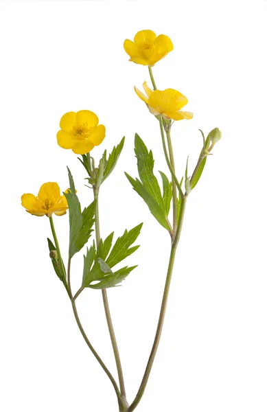 Isolated four buttercup flowers — Stock Photo, Image