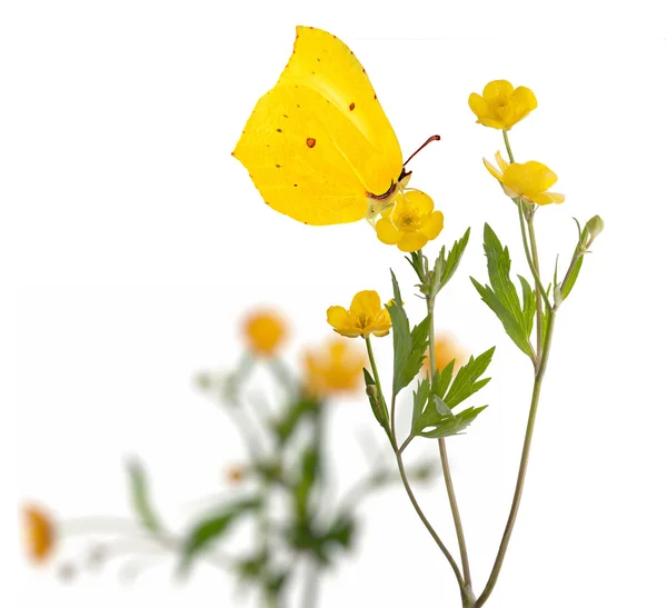 Yellow butterfly and buttercup flowers on white — Stock Photo, Image