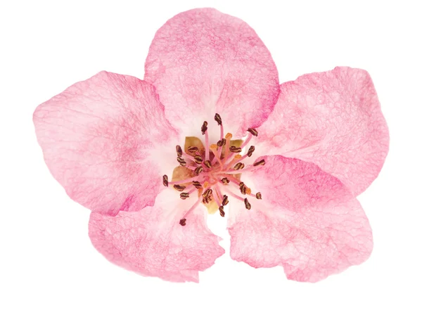 Roze apple boom enkele bloem — Stockfoto