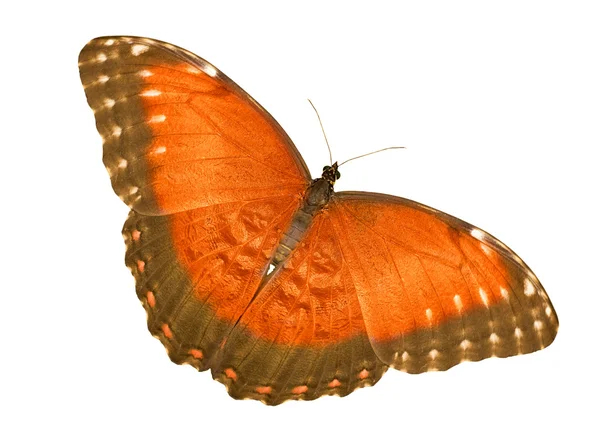 Na białym tle jasny pomarańczowy motyl — Zdjęcie stockowe