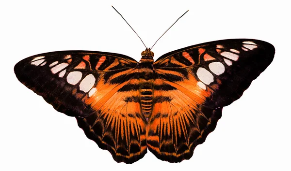 Τίγρη πορτοκαλί πεταλούδα απομονωθεί σε λευκό — Φωτογραφία Αρχείου