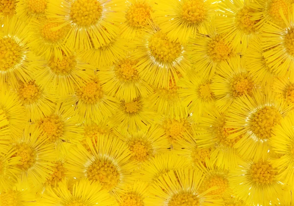 stock image Background from yellow coltsfoots heap