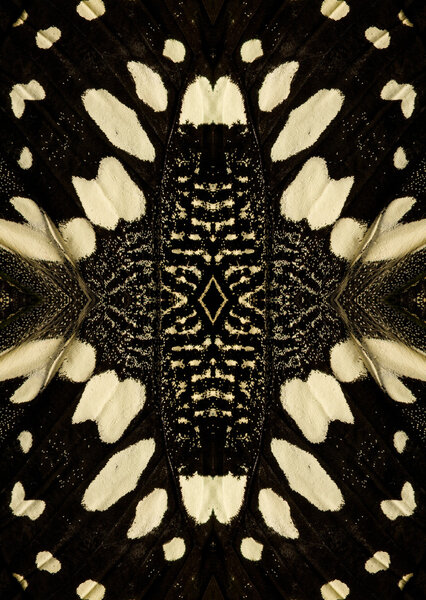 Background from dark butterfly wing