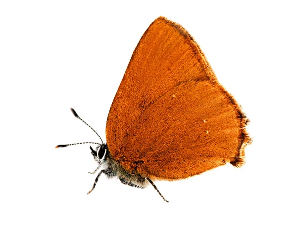 暗いオレンジ色の小型の蝶 — ストック写真