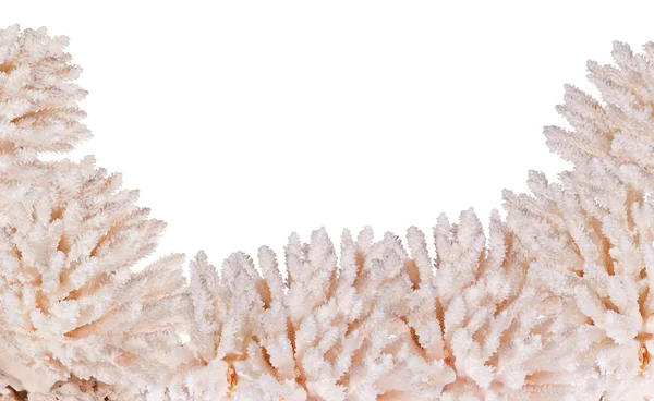 Halbrahmen aus hellen Korallen isoliert auf weiß — Stockfoto