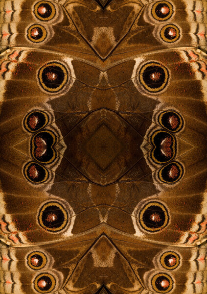 Abstract background from morpho butterfly wing