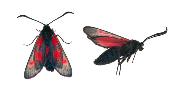 Twee zijden van de zwarte en rode vlinder — Stockfoto