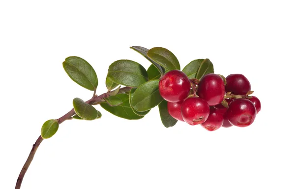 Üzerinde beyaz büyük kırmızı cowberries izole — Stok fotoğraf