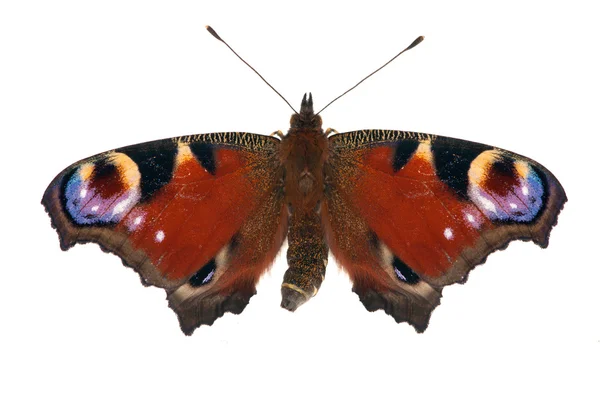Dark red isolated emperor moth — Stock Photo, Image