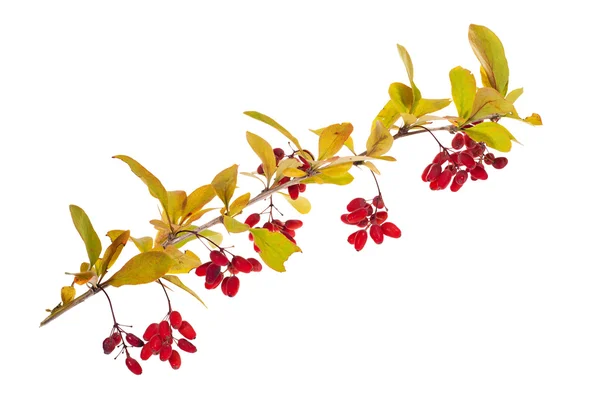 Isolated red berberries branch — Stock Photo, Image