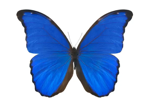 蓝白色蓝蝶上孤立 — 图库照片