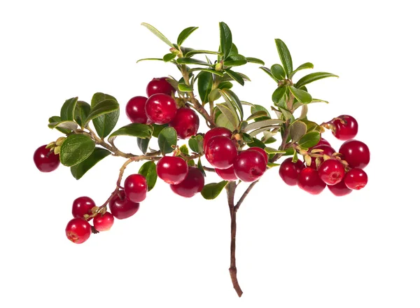 Branch with lot of red cow-berries — Stock Photo, Image