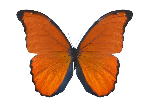 Isoliert auf weißem orangefarbenen Schmetterling — Stockfoto