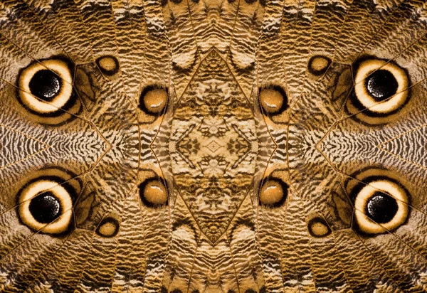 stock image Abstract background from owl butterfly wing